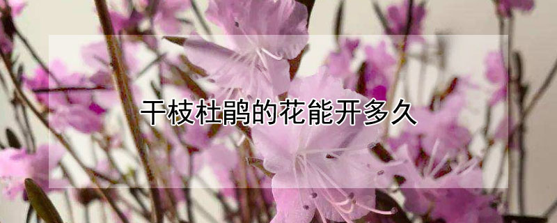 干枝杜鹃的花能开多久"