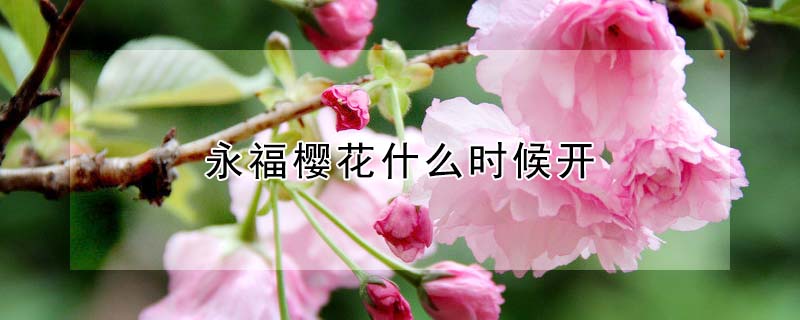 永福樱花什么时候开