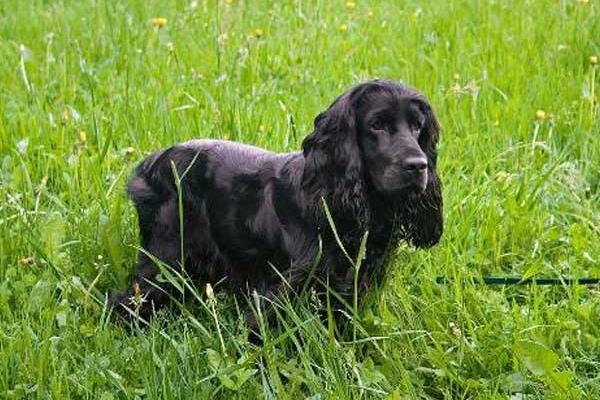 英国可卡犬市场价格多少钱一只 可卡为什么没人养