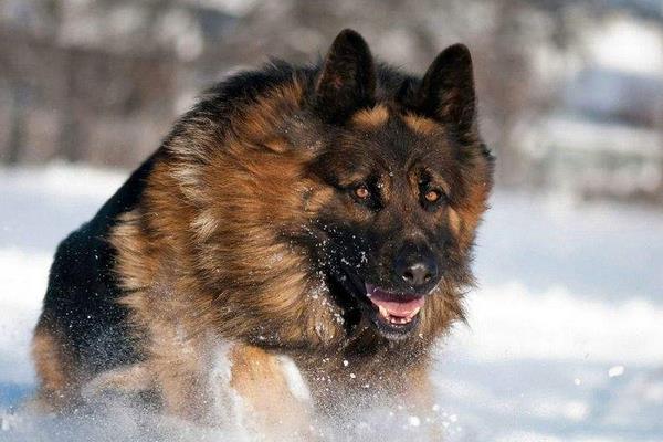 德国牧羊犬市场价格多少钱一只 德国牧羊犬吃什么食物