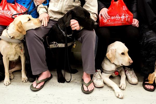 导盲犬市场价格多少钱一只