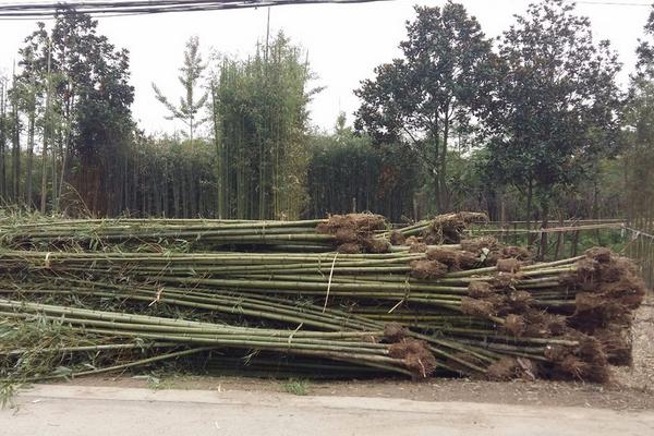 竹子市场价格多少钱一吨 竹子怎么种植