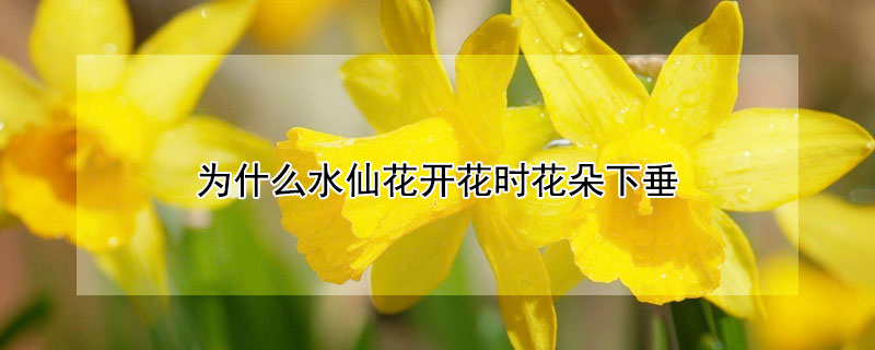 为什么水仙花开花时花朵下垂"