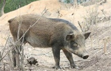 野猪养殖场"