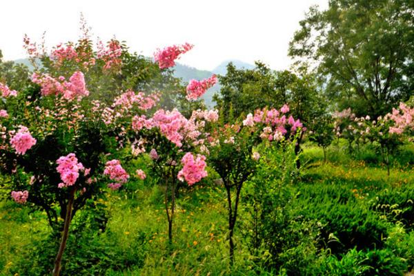 紫薇花树苗市场价格多少钱一颗