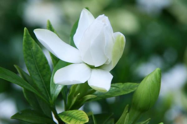 栀子花种子市场价格多少钱一斤