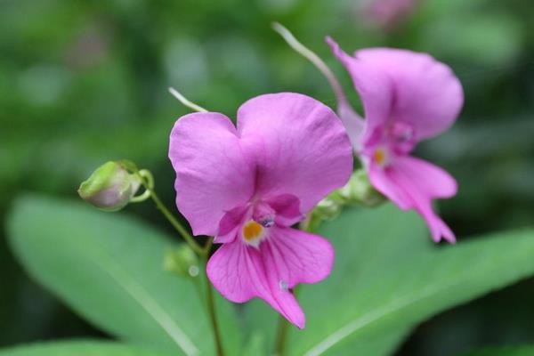 凤仙花种子市场价格多少钱一斤  凤仙花家庭养殖方法