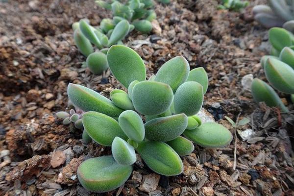 多肉植物若歌诗市场价格多少钱一盆 若歌诗常见病症及解决办法