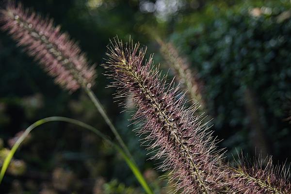 狼尾草种子市场价格多少钱一斤