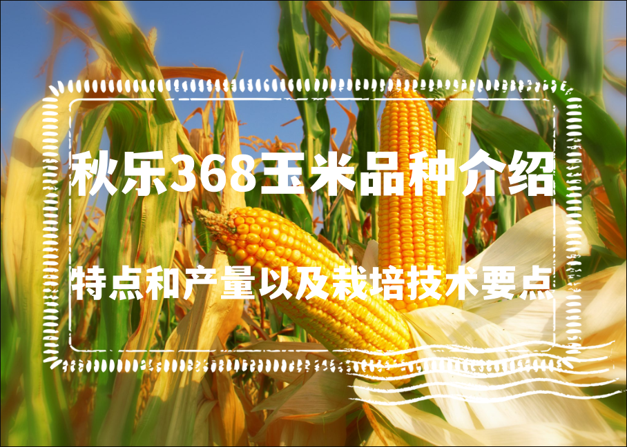 秋乐368玉米品种的特点和产量以及栽培技术要点"