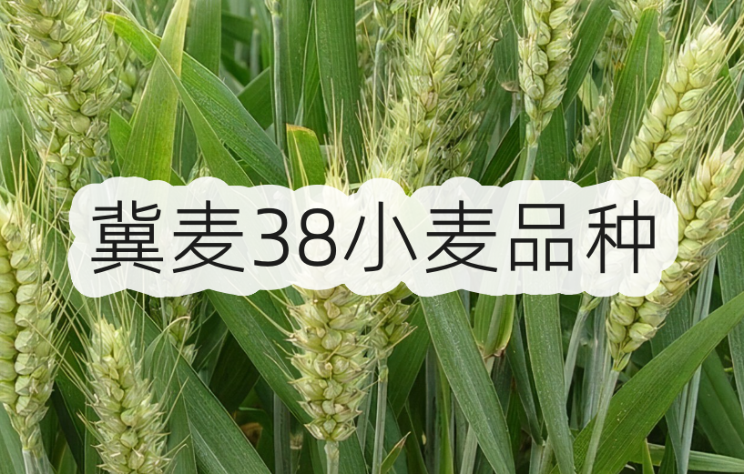 冀麦38小麦品种"