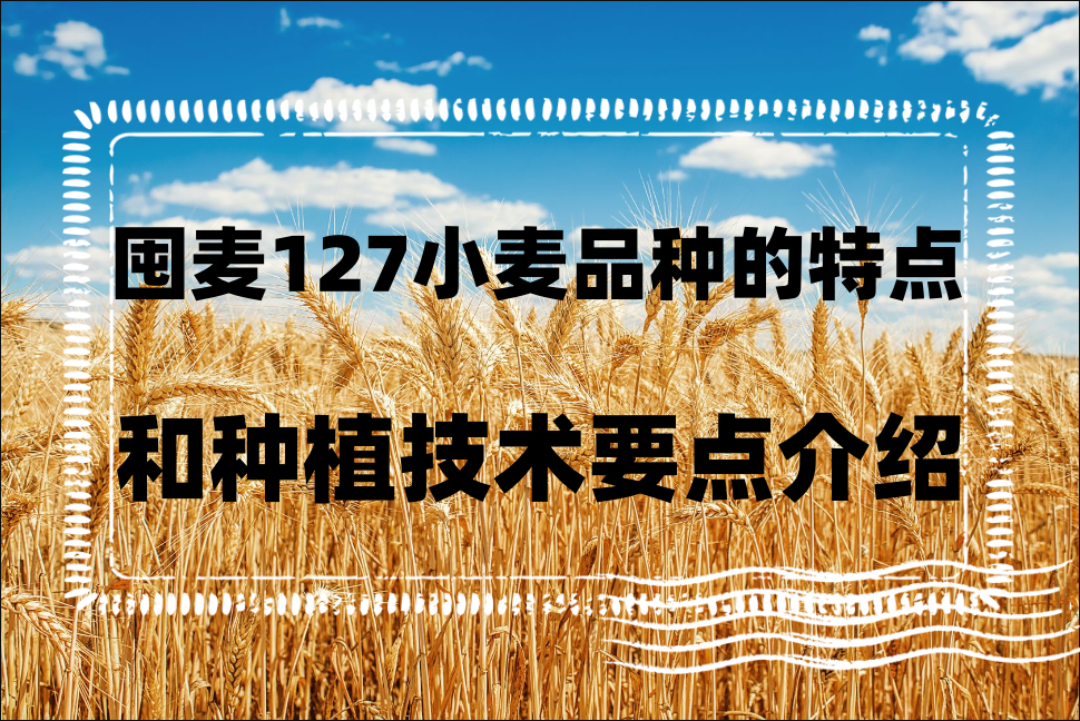 囤麦127小麦品种的特点和种植技术要点介绍"