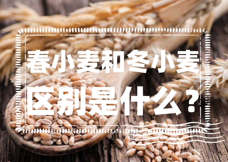 春小麦和冬小麦的区别是什么？