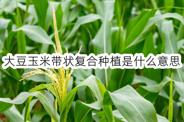 大豆玉米带状复合种植是什么意思