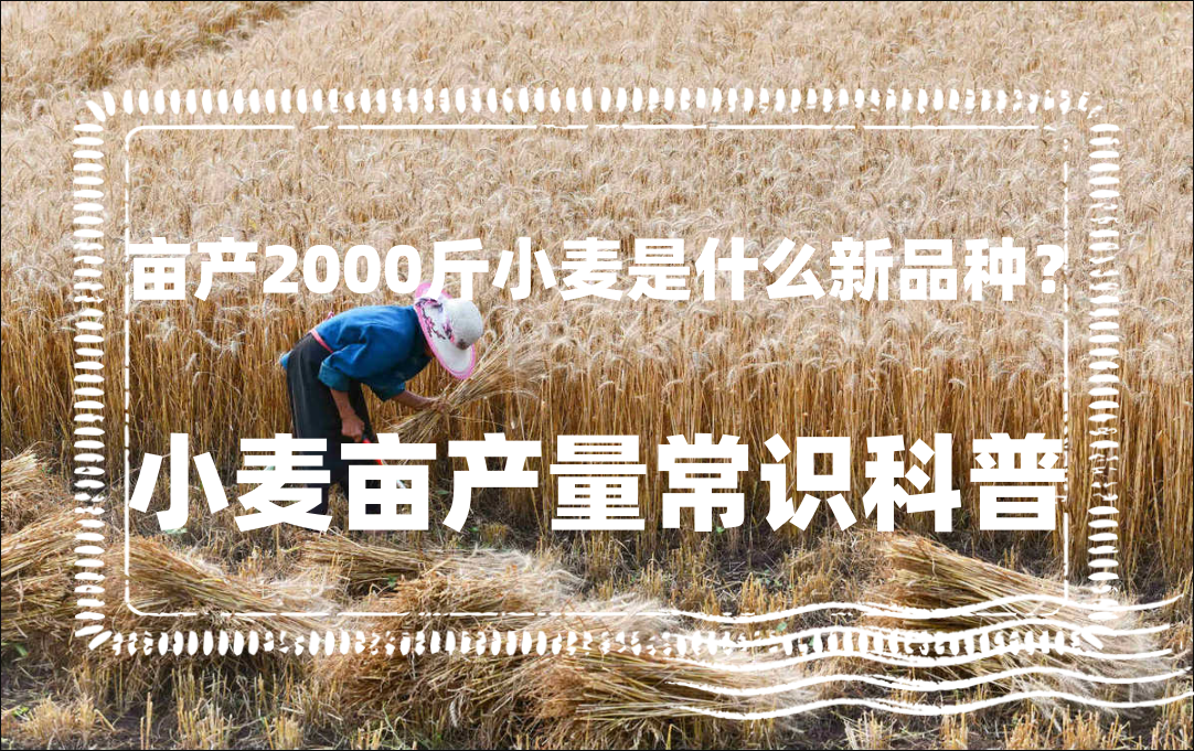 亩产2000斤小麦是什么新品种？如何提高小麦亩产量？"