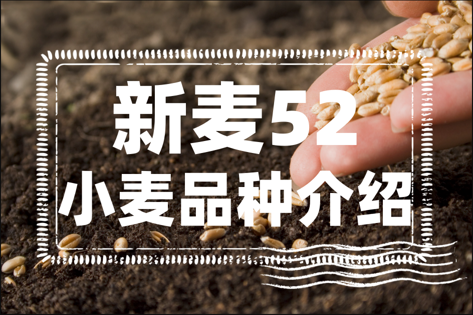 新麦52小麦品种介绍