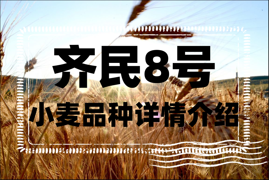 齐民8号小麦品种详情介绍"