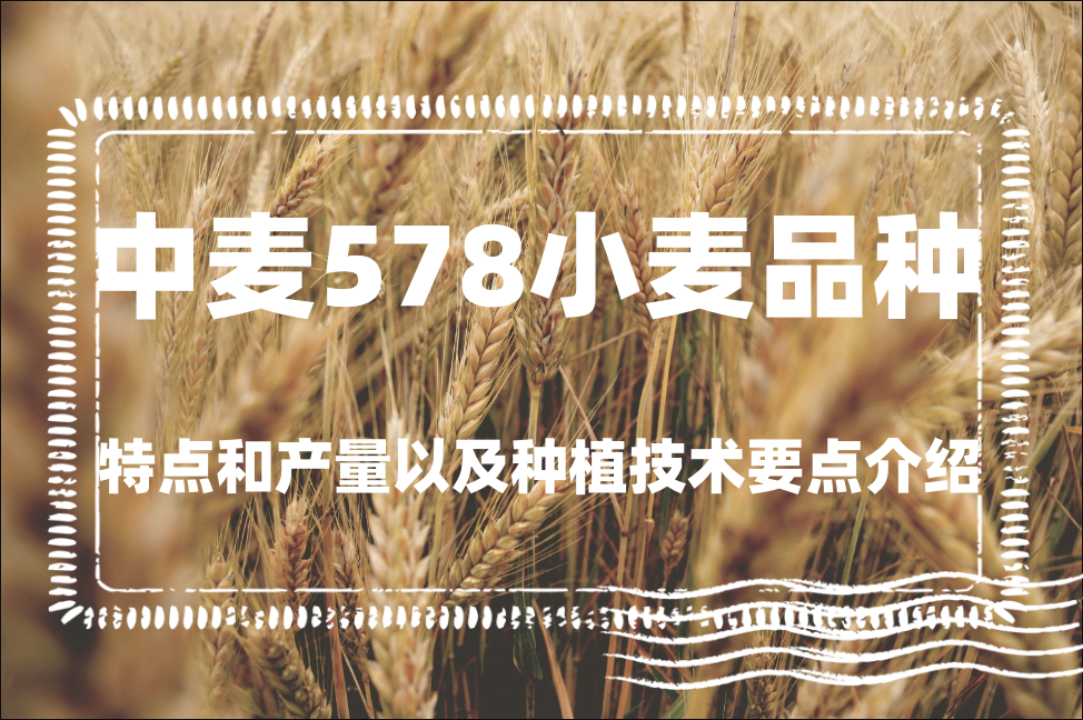 中麦578小麦品种特点和产量以及种植技术要点介绍"