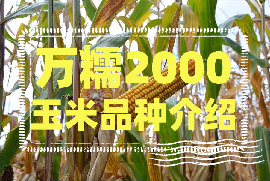 种植万糯2000玉米时要注意什么？万糯2000玉米品种介绍"