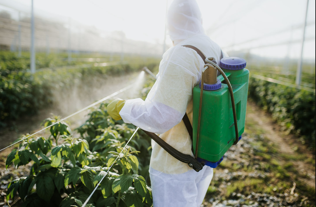 植物病毒病病害特点介绍和危害"