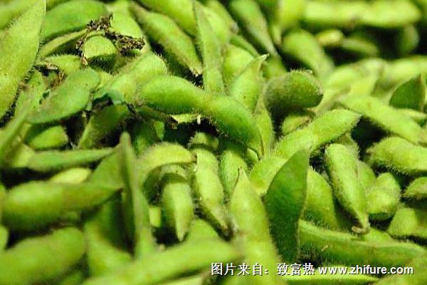 2018种毛豆赚钱吗？毛豆种植的利润与投资成本及前景预测"