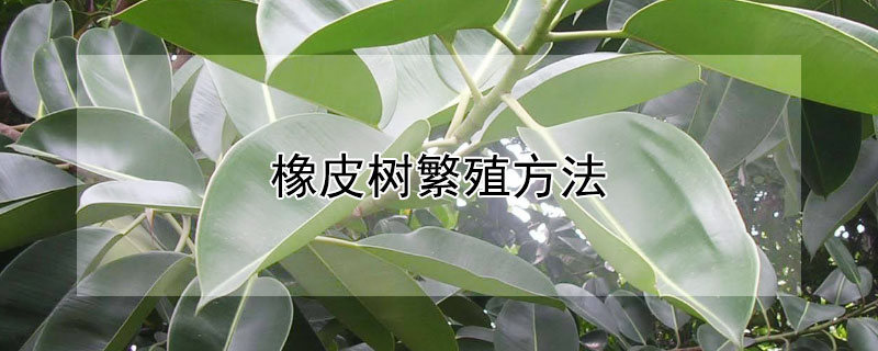 橡皮树繁殖方法