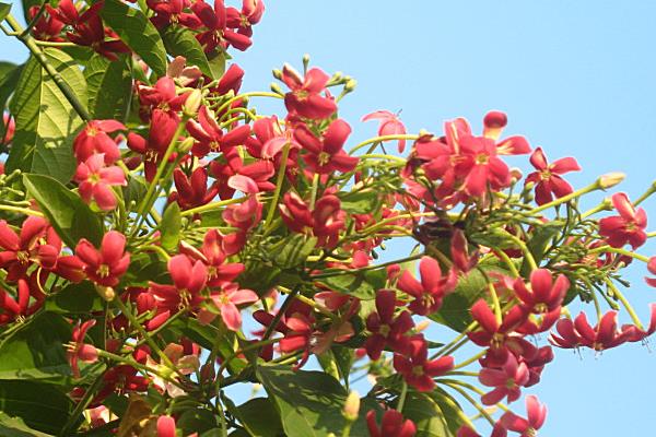 使君子什么时候开花（几月）