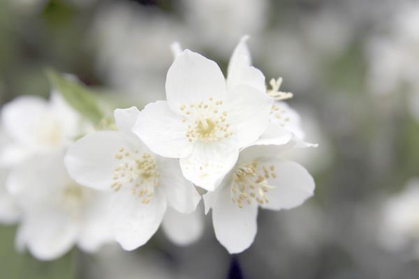 盆栽茉莉花怎么修剪枝叶 茉莉花养护方法