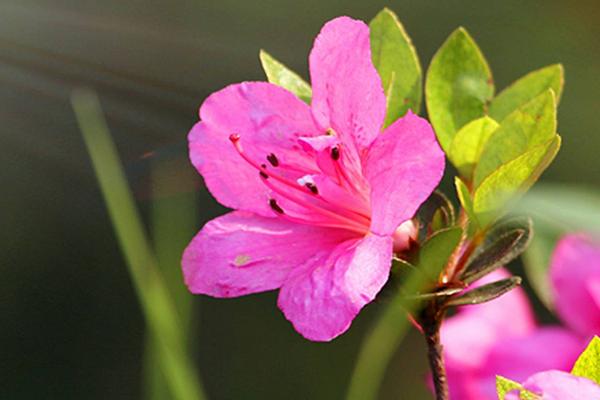 杜鹃花怎么修剪枝叶 杜鹃花为什么不开花