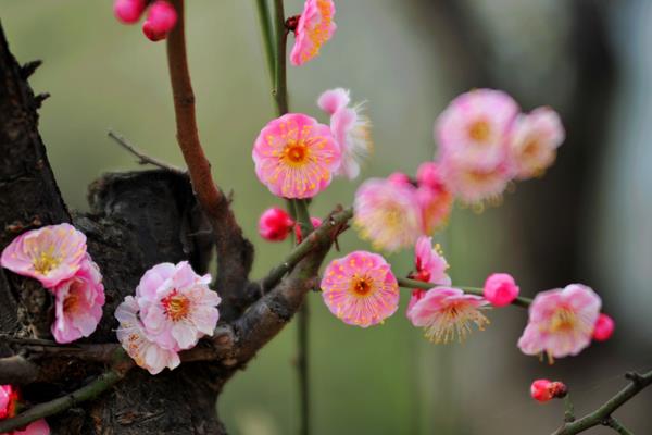 梅花怎么种 梅花种植方法与注意事项