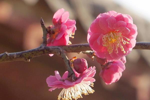 梅花怎么种 梅花种植方法与注意事项