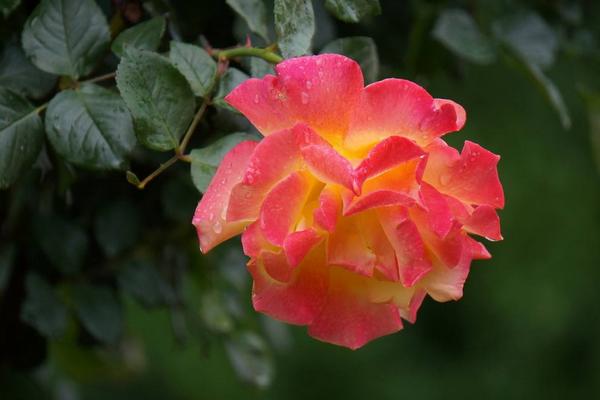 月季花怎么浇水 月季花施肥方法