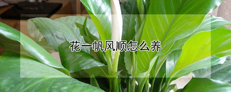 花一帆风顺怎么养