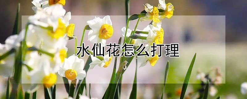 水仙花怎么打理"