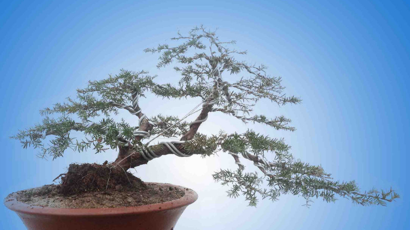 怎样种植盆栽红豆杉"