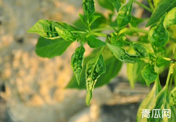 蔬菜受茶黄螨危害有何症状？如何防治？