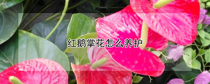 红鹅掌花怎么养护"