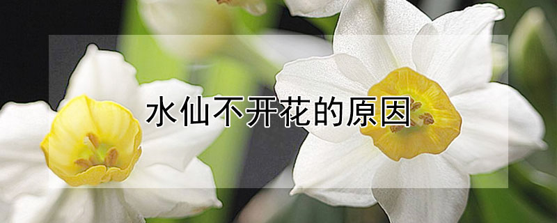 水仙不开花的原因