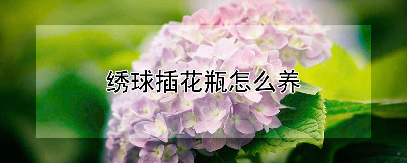 绣球插花瓶怎么养"