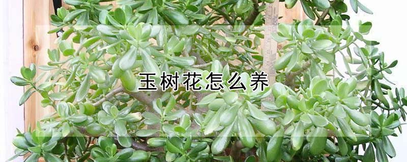 玉树花怎么养"