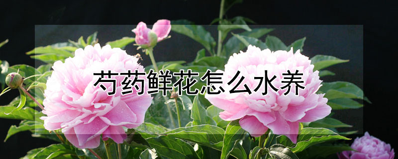 芍药鲜花怎么水养"