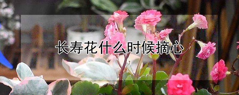 长寿花什么时候摘心"