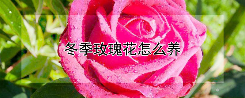 冬季玫瑰花怎么养