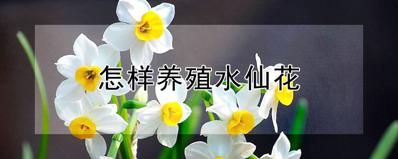 怎样养殖水仙花"