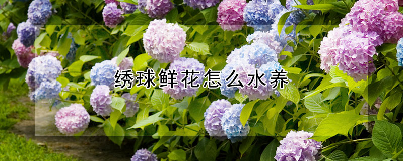 绣球鲜花怎么水养"