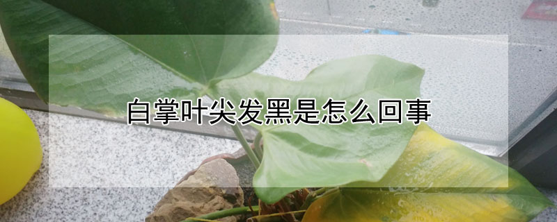 白掌叶尖发黑是怎么回事"