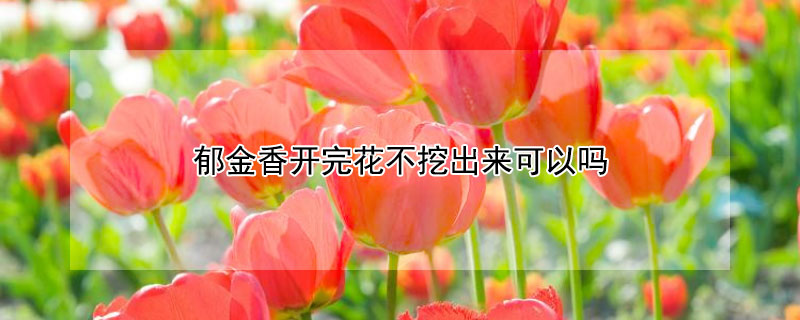 郁金香开完花不挖出来可以吗"