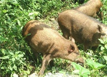 野猪养殖技术肉猪原窝饲养"