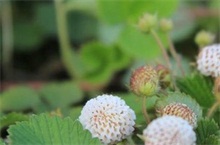 菠萝莓花芽分化技术"