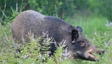 特种野猪坚持锻炼肉质香